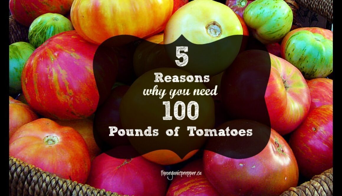 5-reasons-why-you-need-100-pounds-of-tomatoes