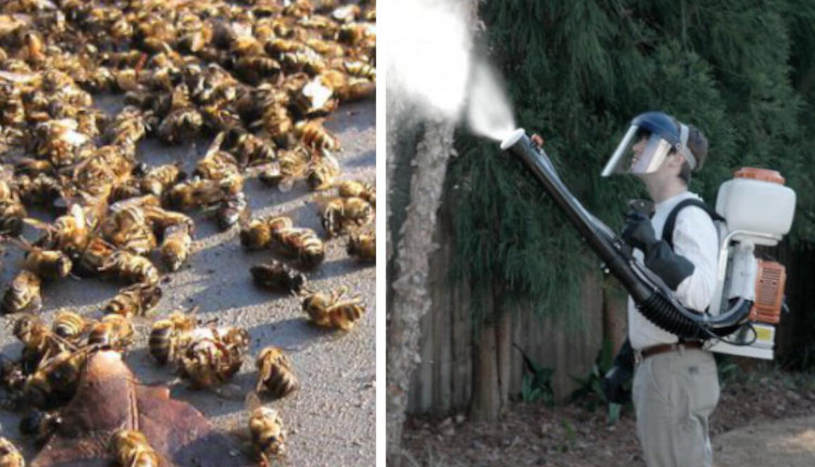 Deaad-Bees-Spraying-Pesticides