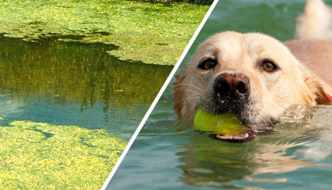Dogs-in-Toxic-Algae