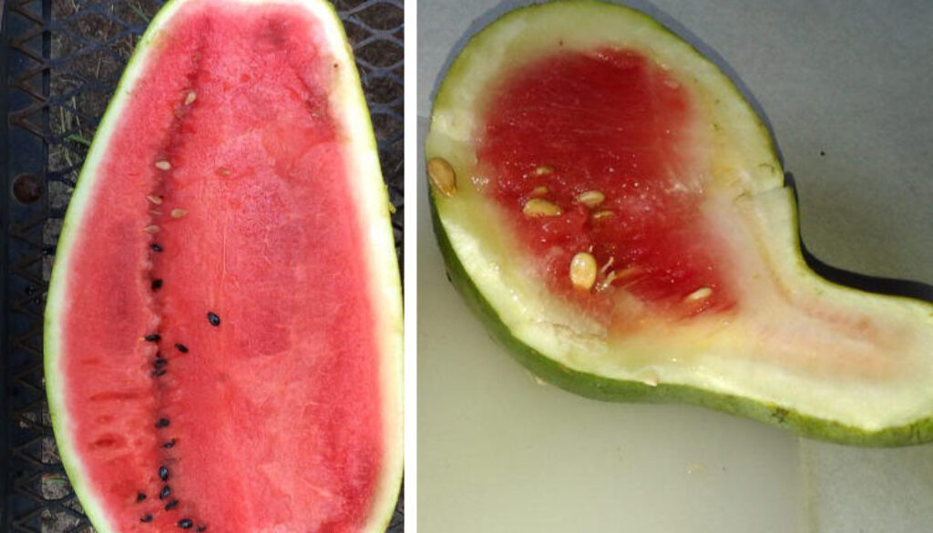 Watermelons