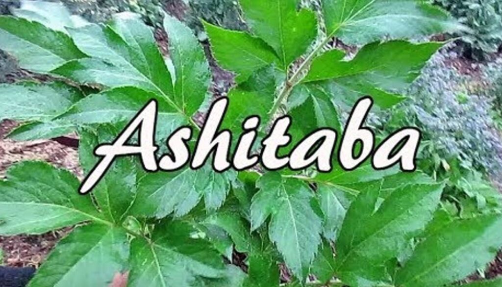 ash 1