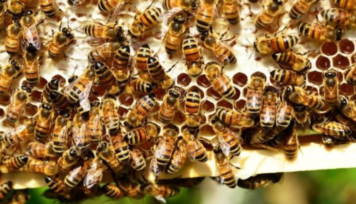 bees pesticides TMU