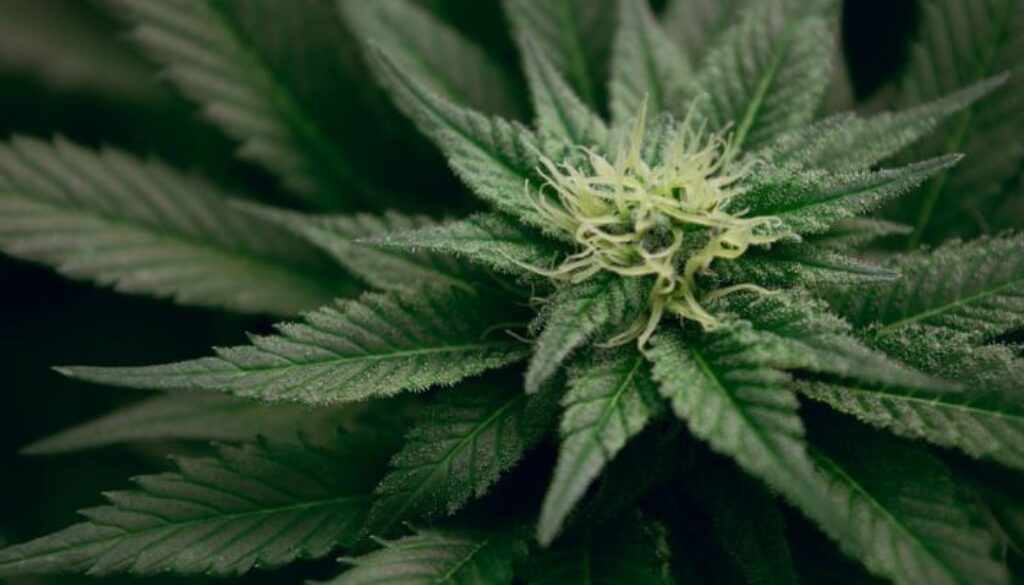 cannabis UNM Esteban Lopez