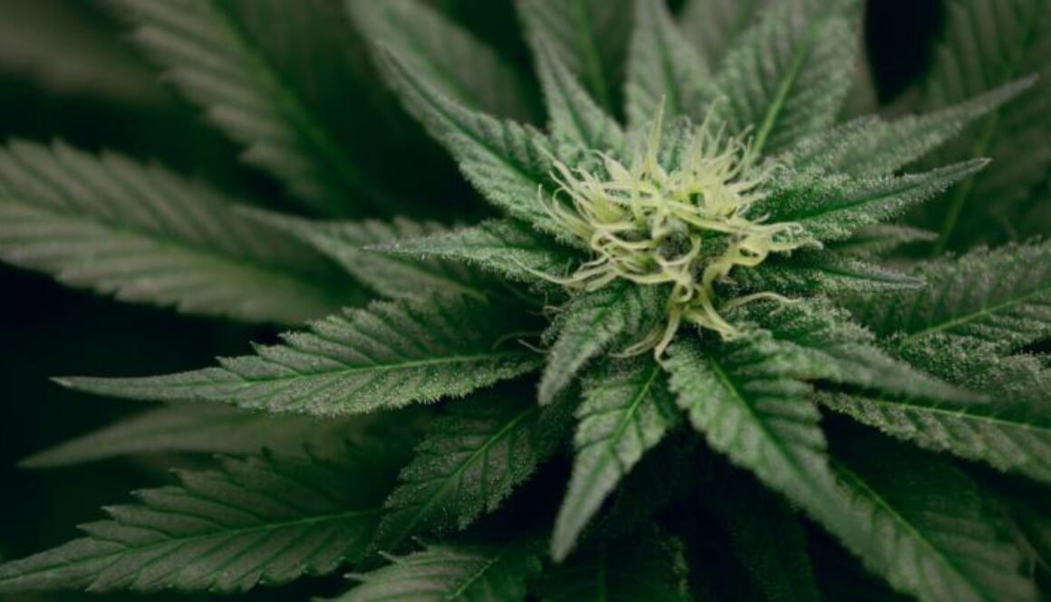 cannabis UNM Esteban Lopez