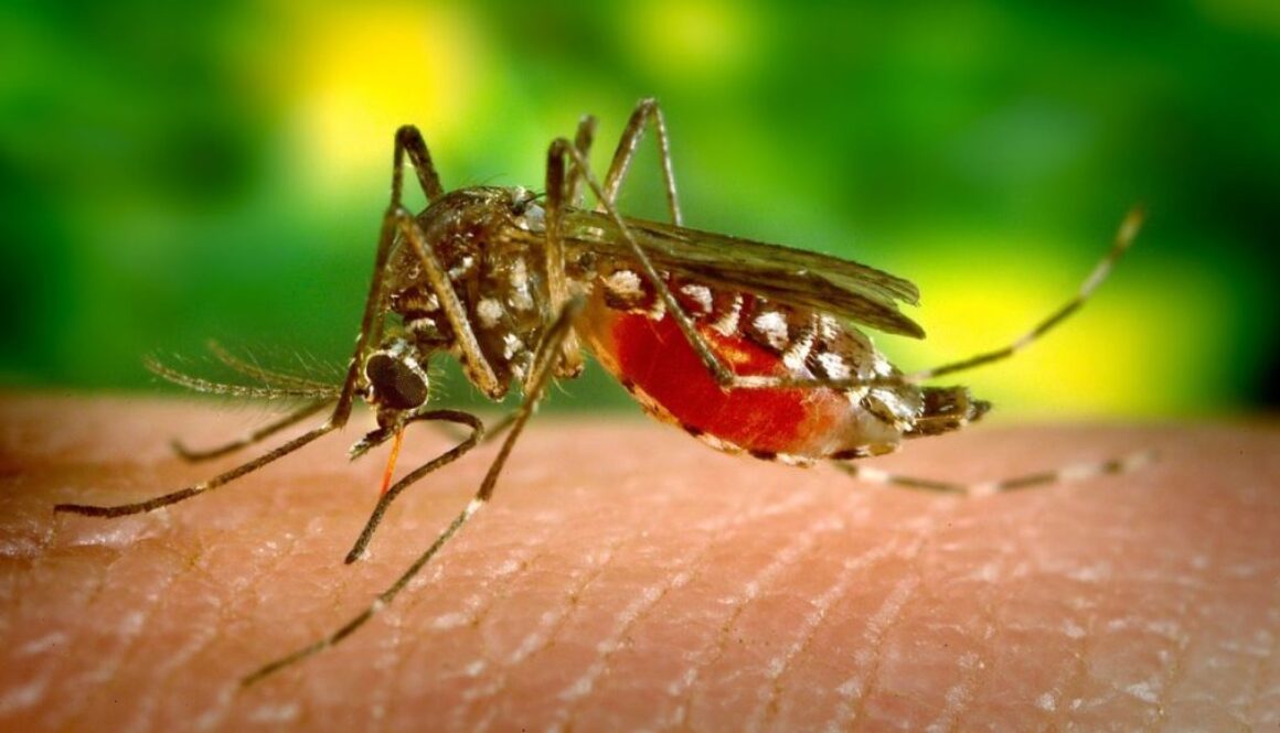dengue pixabay