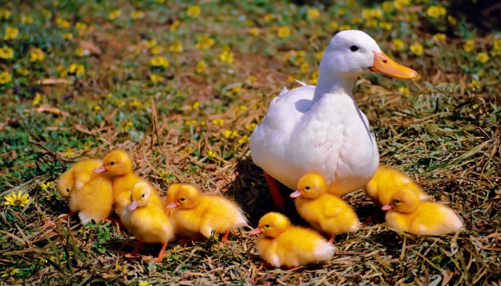 duck-1018913_1280
