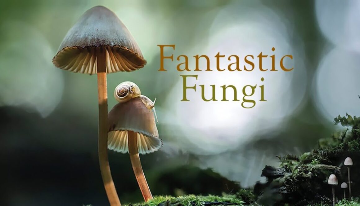 fungi