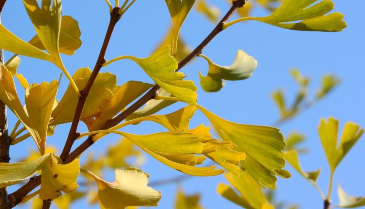 ginkgo-biloba-for diabetes