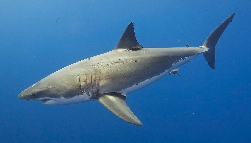 great white tt