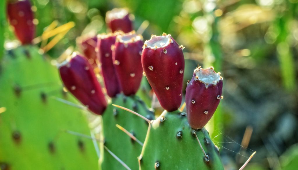 pricklypear