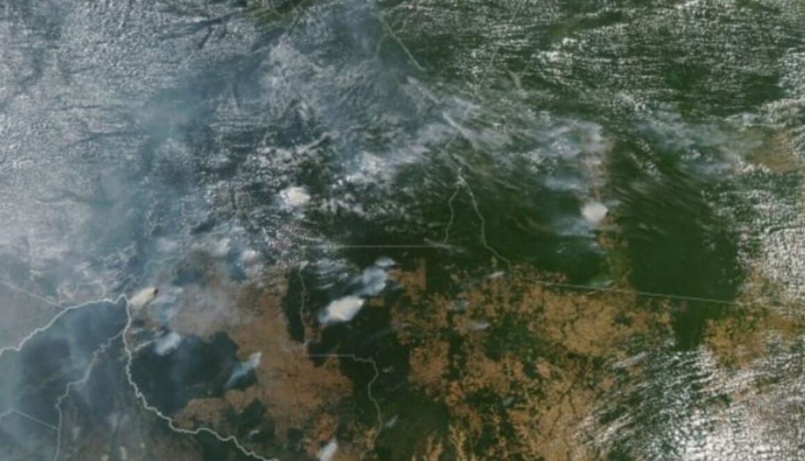 rainforest fire TMU