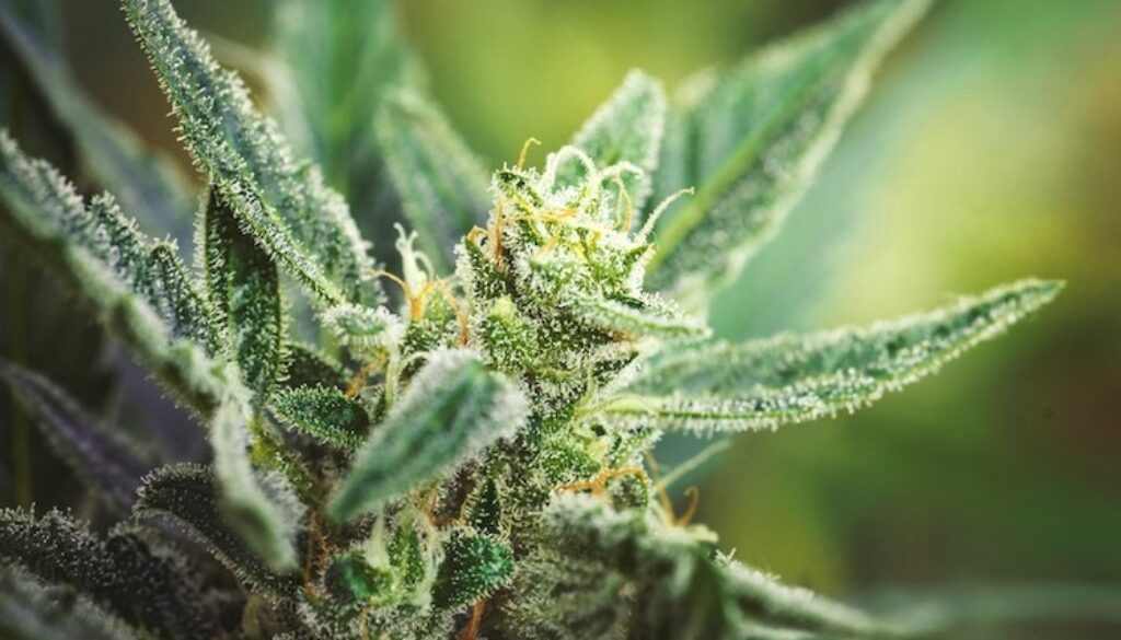 Cannabis-Flower-1