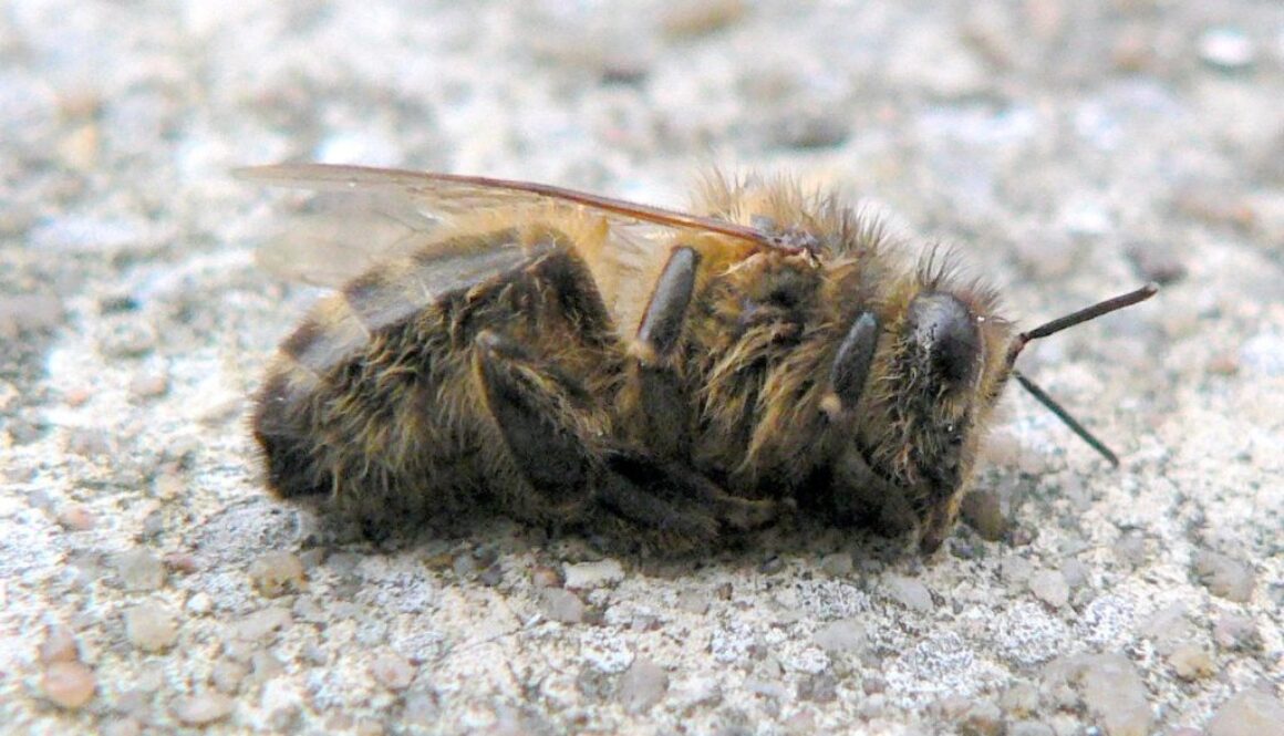 Dead_bee_winter