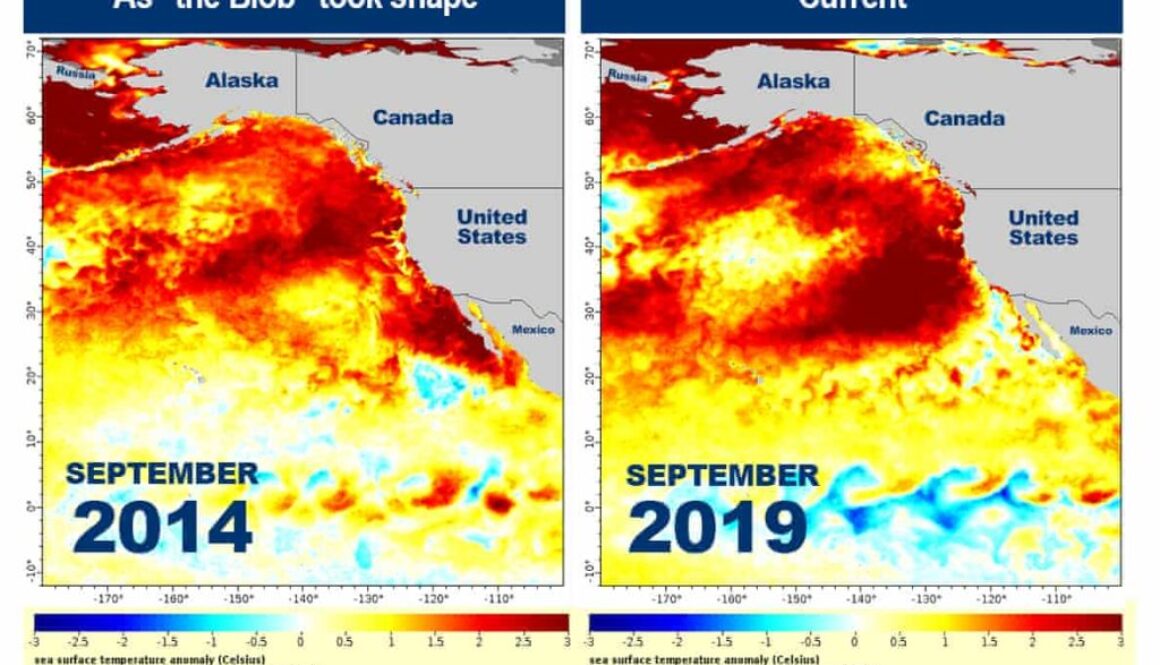 The-Blob-2-NOAA