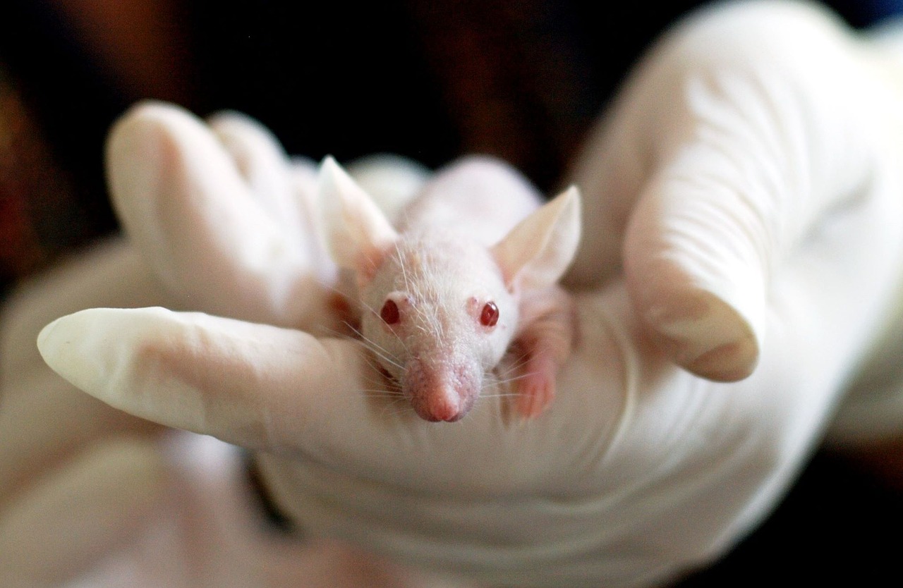 animal testing epa animal testing epa