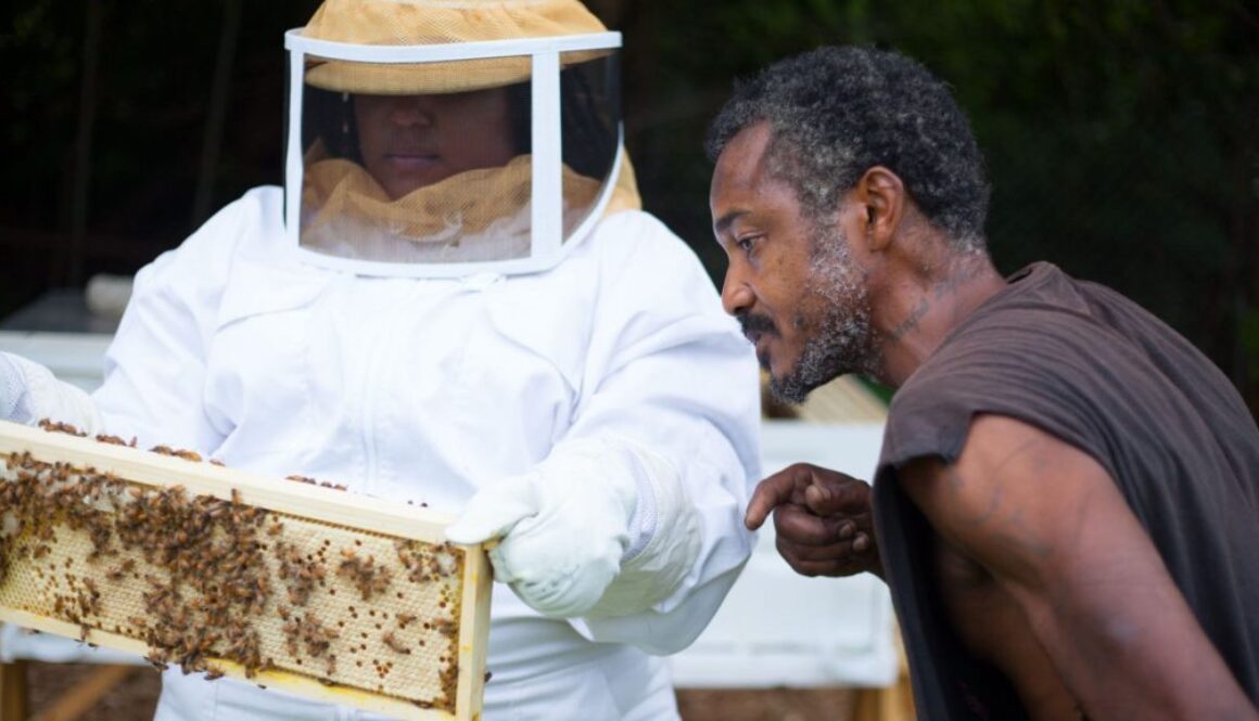 bee hives TT