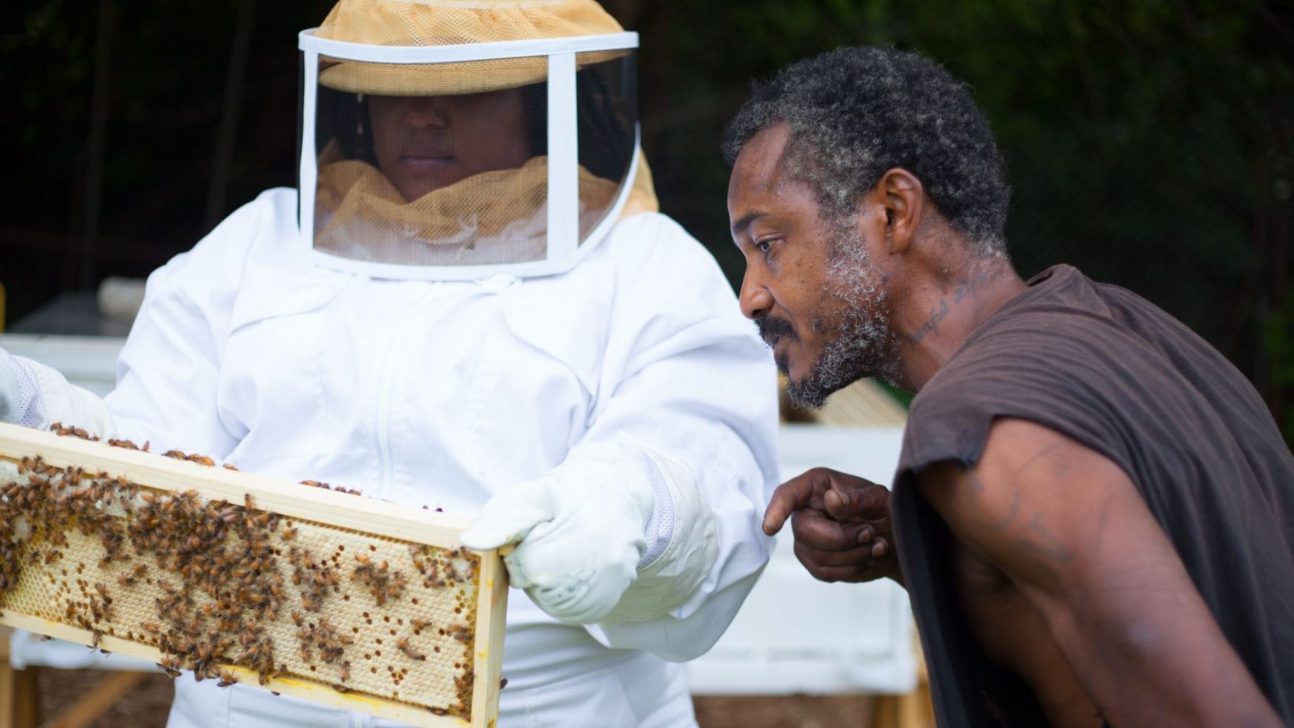bee hives TT bee hives TT