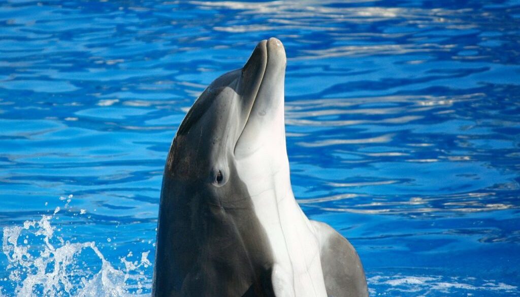 bottlenose-dolphin