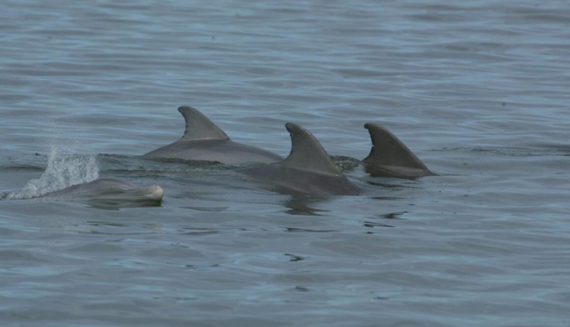 bottlenose dolphins antibiotics florida atlantic university