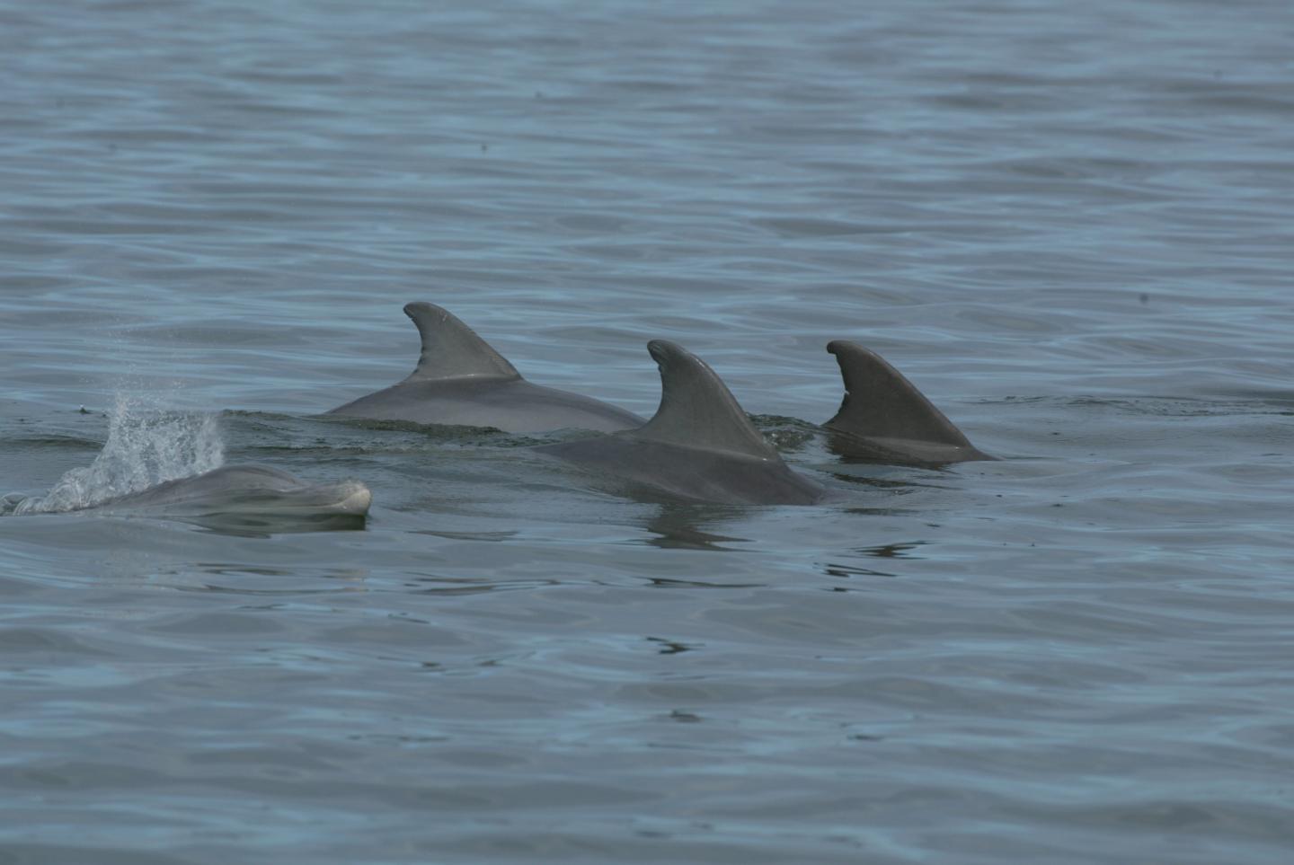 bottlenose dolphins antibiotics florida atlantic university bottlenose dolphins antibiotics florida atlantic university