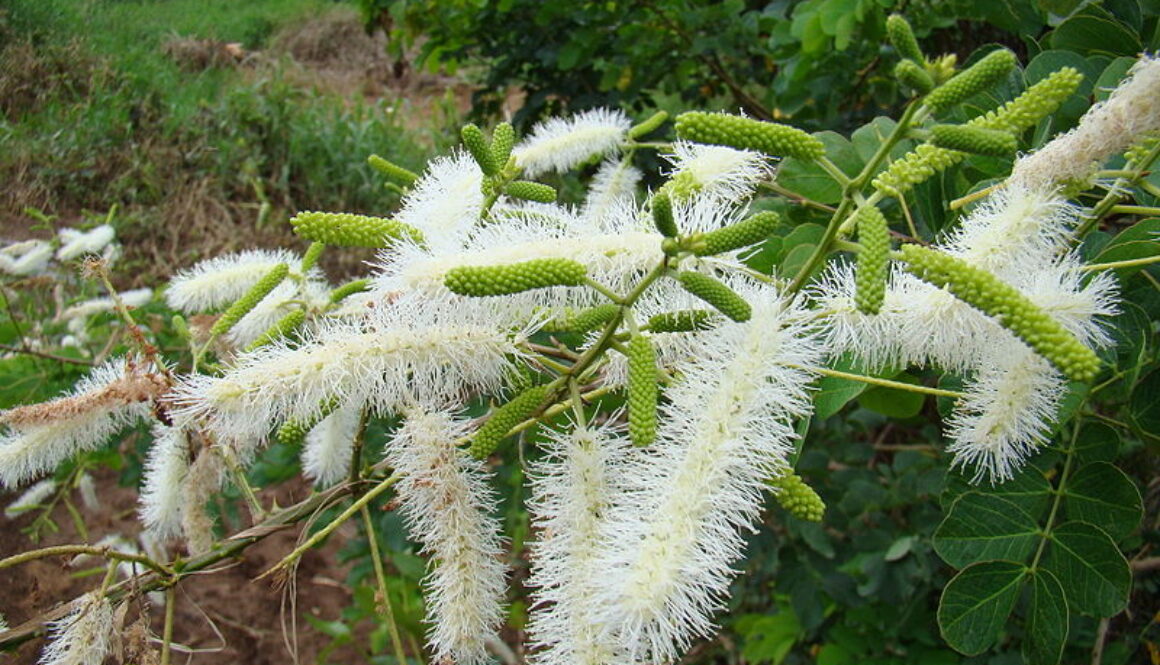 cerrado plant Mimosa_caesalpiniaefolia