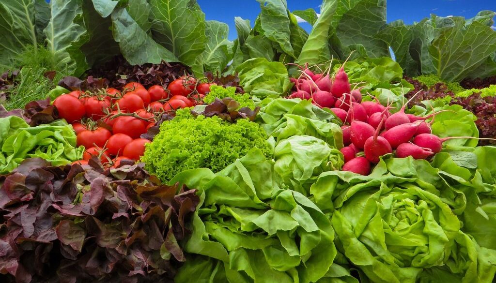 community vegetable garden