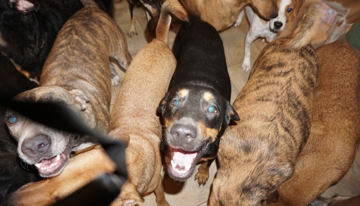 dogsbahamas
