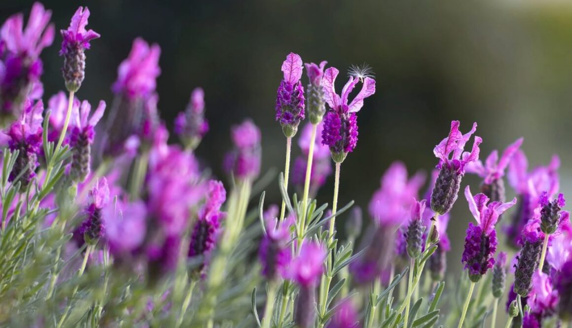 lavendar-natural remedy hypertension