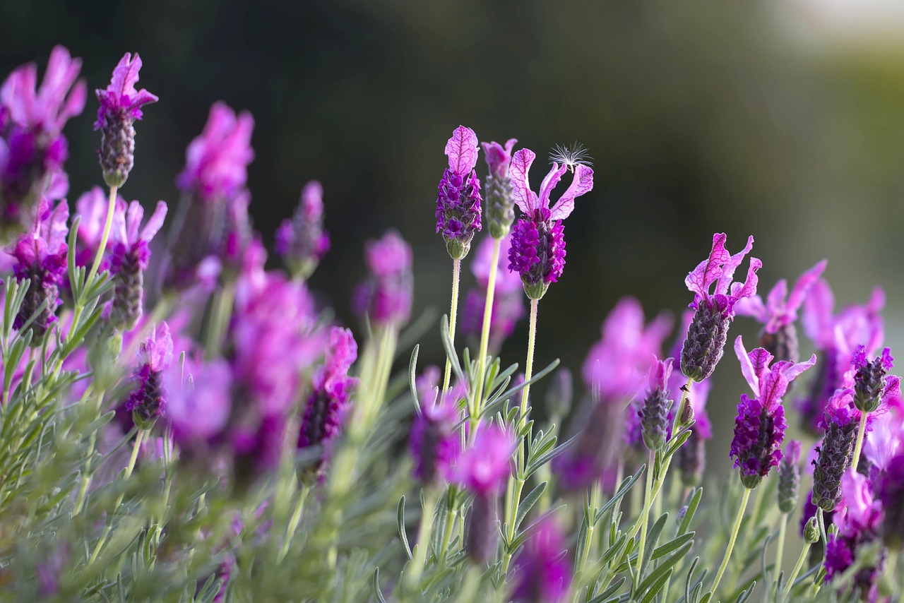 lavendar-natural remedy hypertension lavendar-natural remedy hypertension