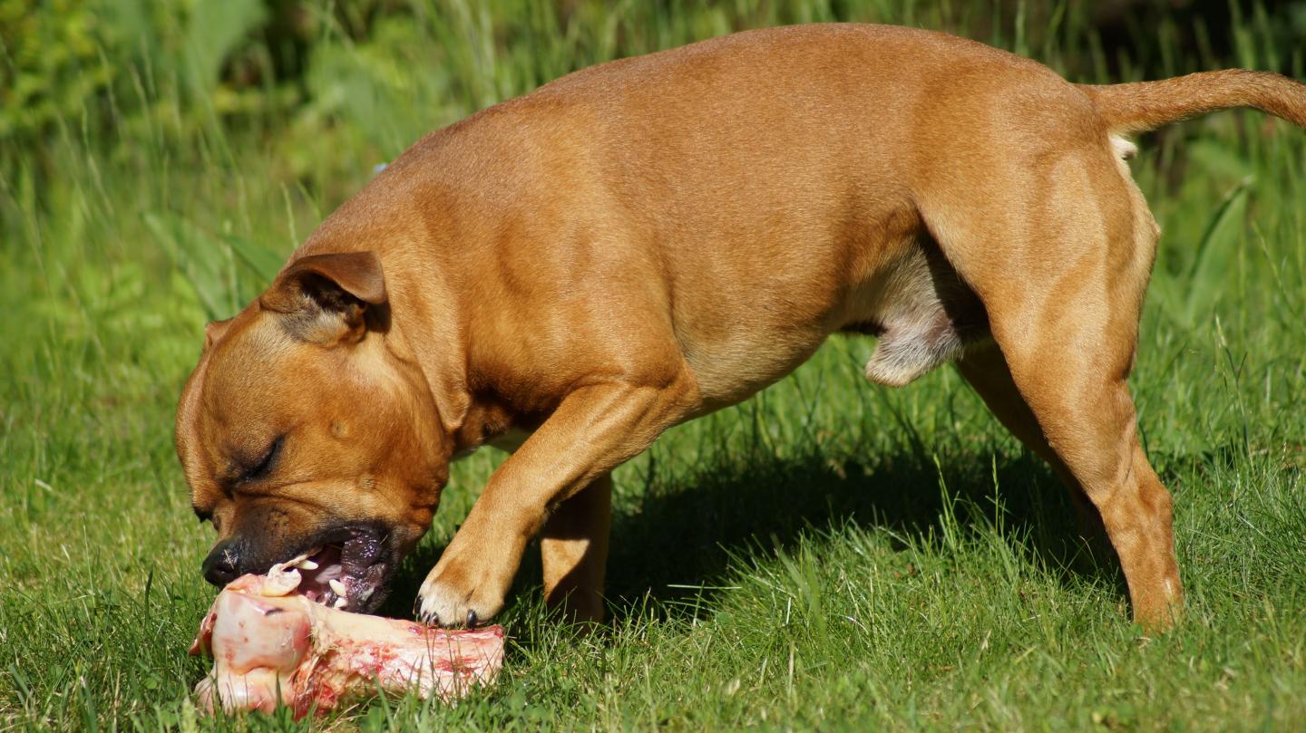 raw food diet for dogs and cats raw food diet for dogs and cats