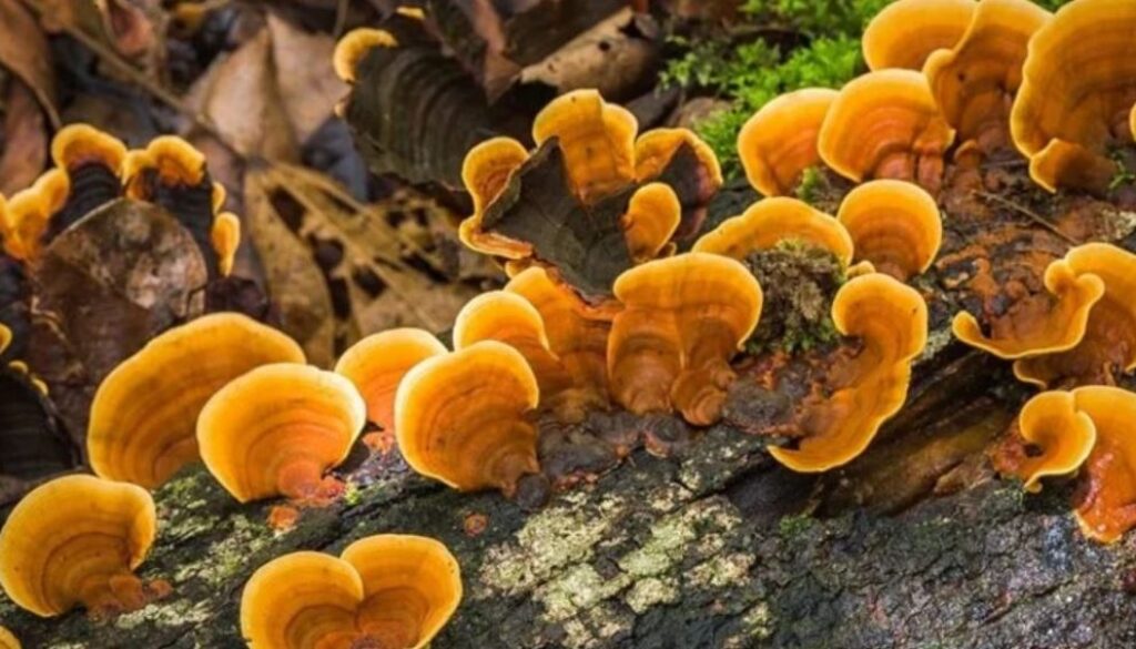 reishi mushrooms TMU