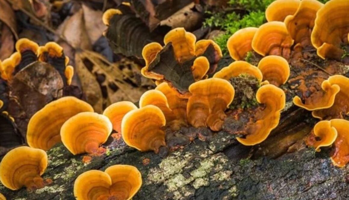 reishi mushrooms TMU