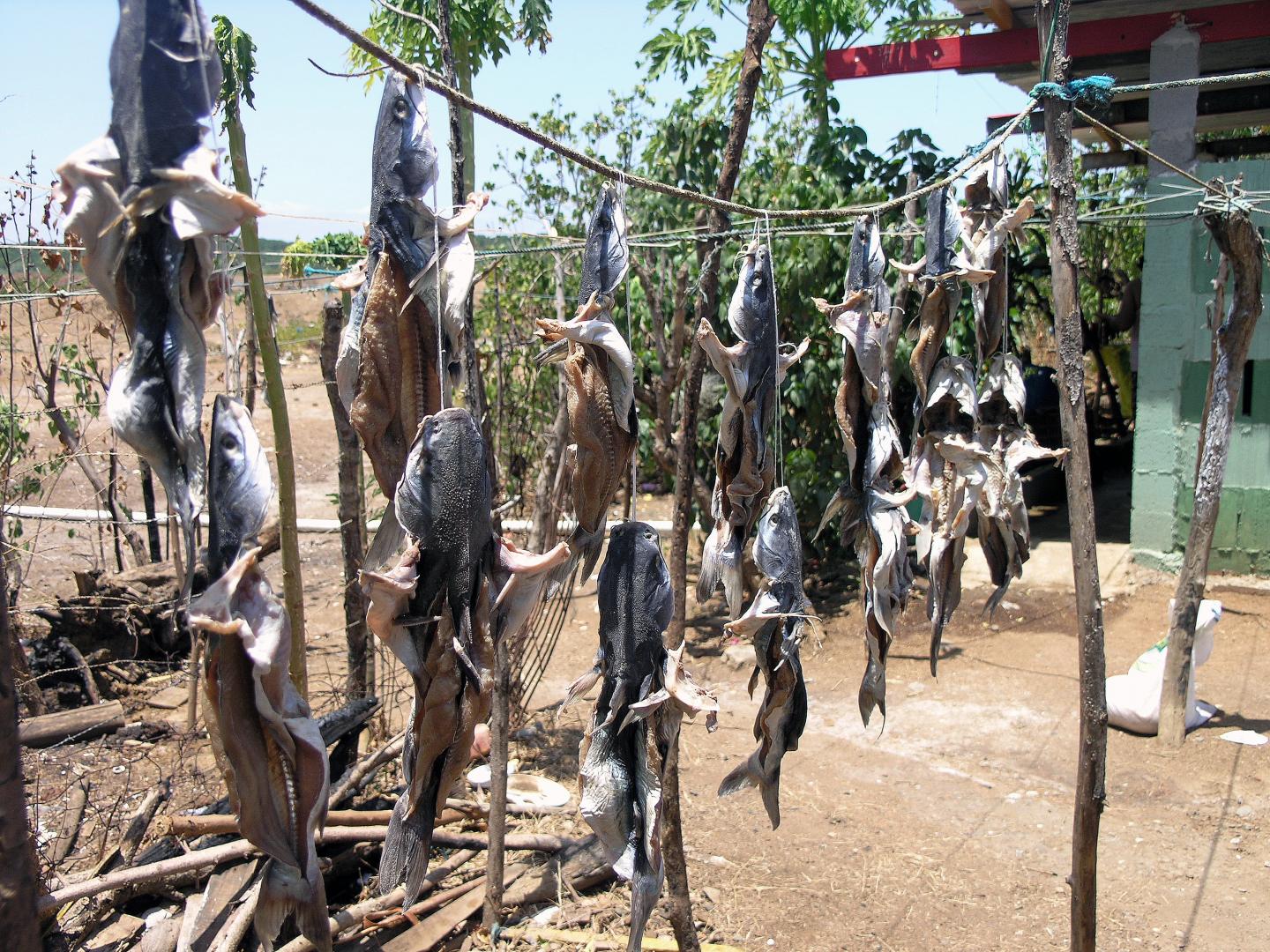 simple fish preservation method simple fish preservation method