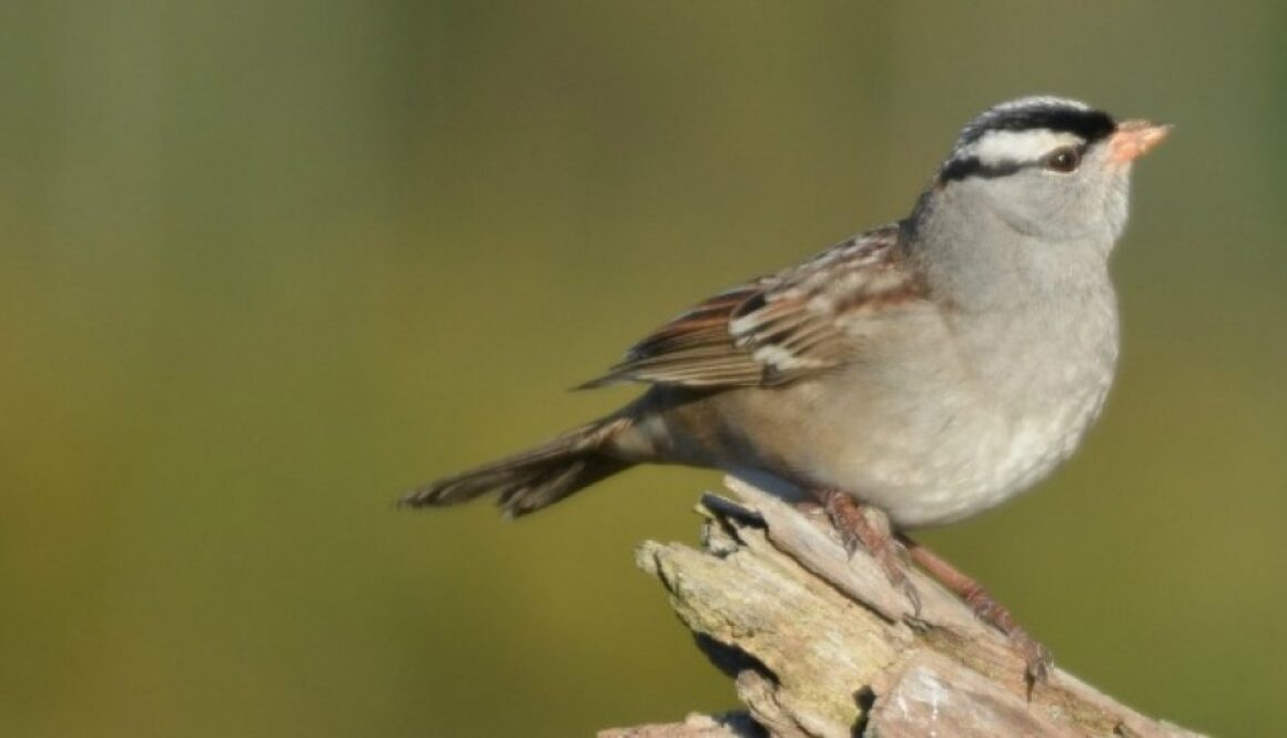 white-crowned-sparrow-birds-neonics