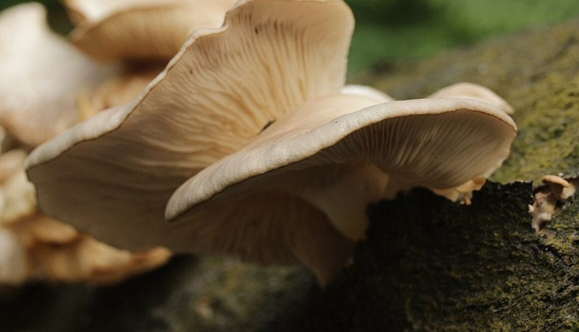 800px-Oyster_Mushroom_-_Pleurotus_cf._ostreatus_36165510420