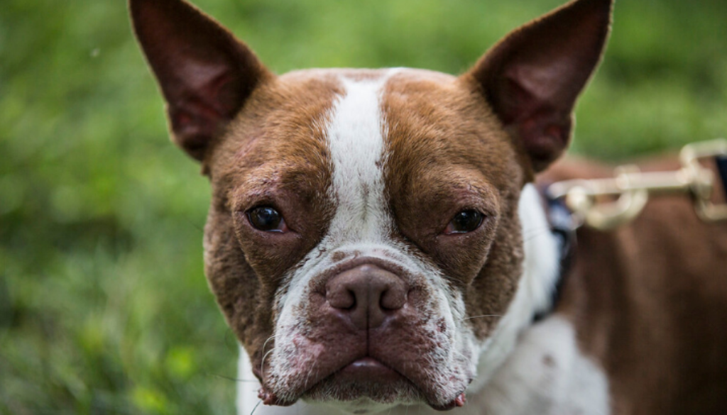 animal-cruelty-federal-felony