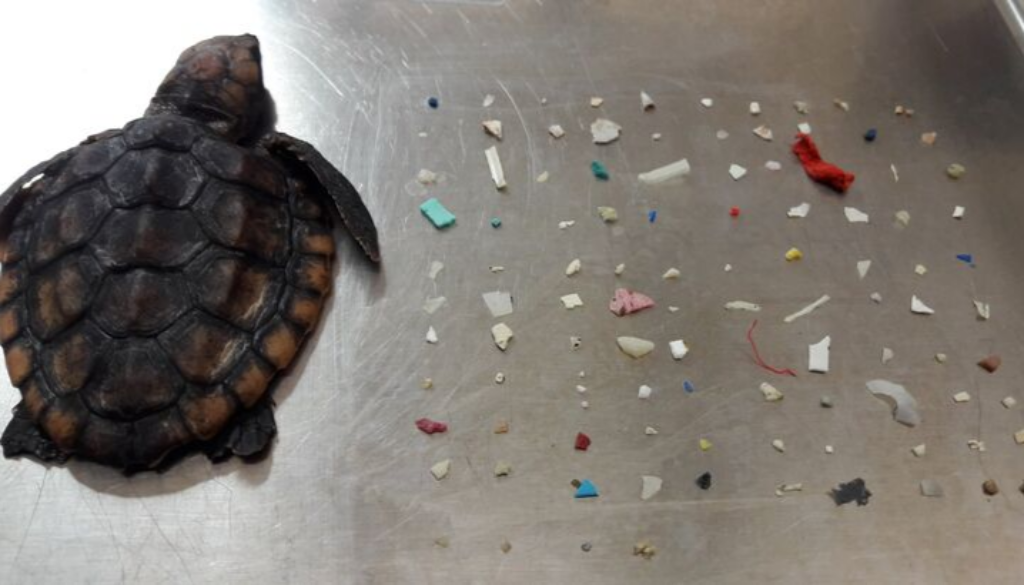 baby-turtle-104-pieces-plastic-belly