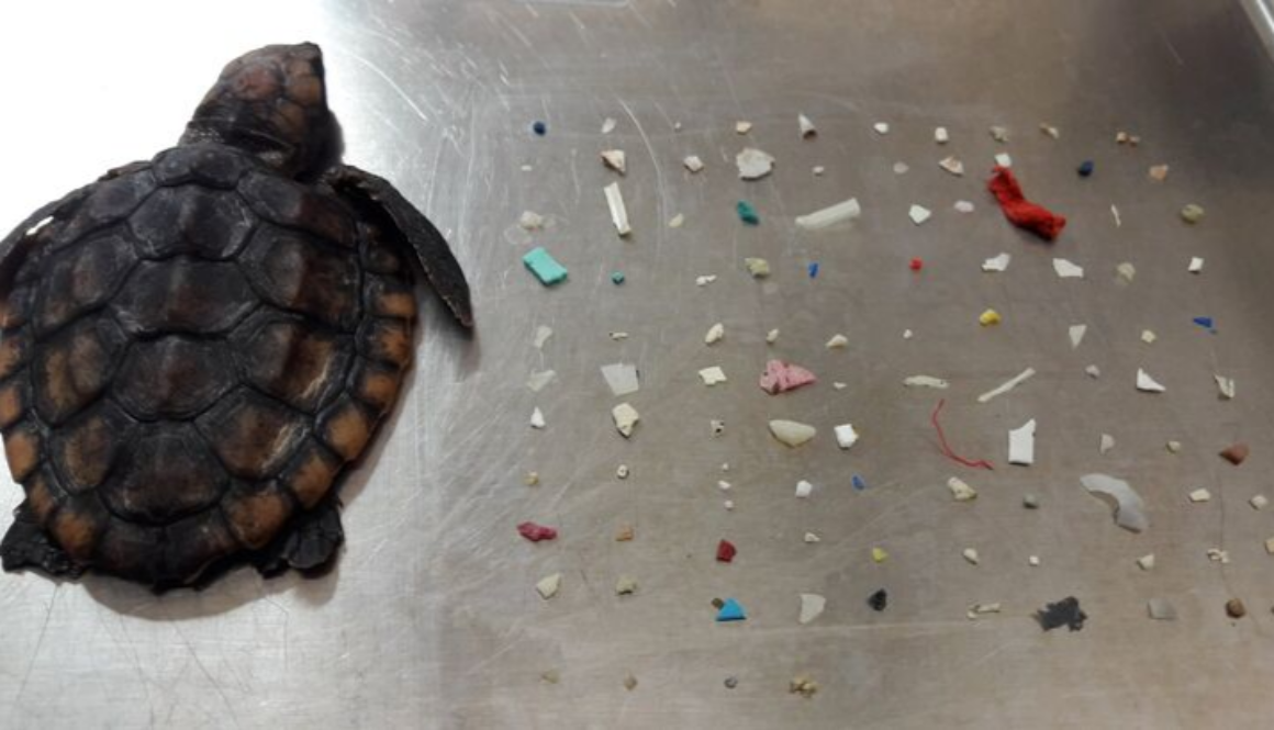 baby-turtle-104-pieces-plastic-belly