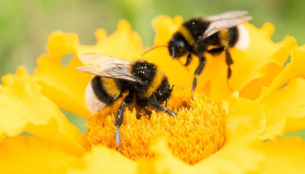bee