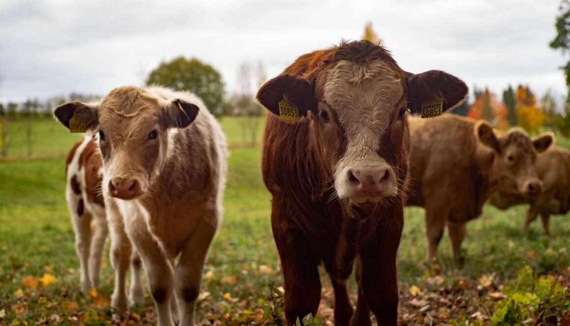 cow-livestock
