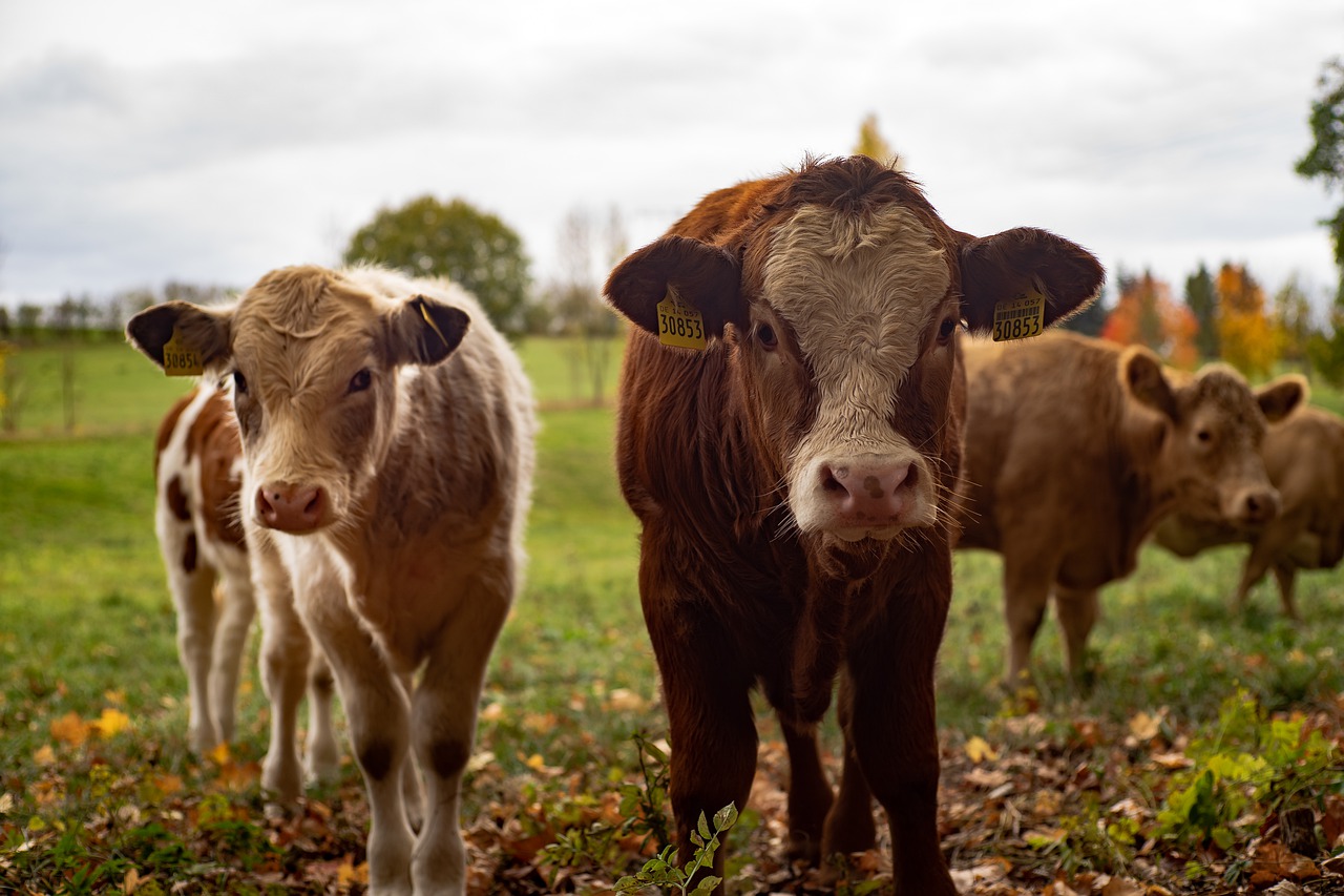 cow-livestock cow-livestock