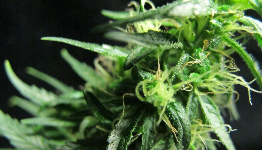 frosty cannabis flower