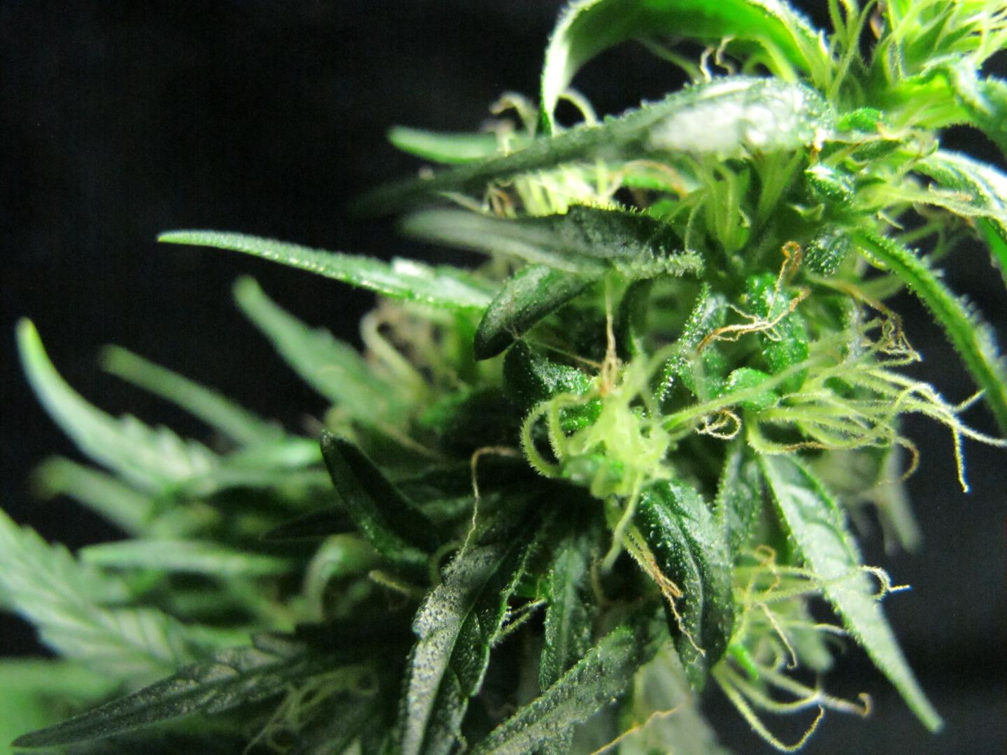 frosty cannabis flower frosty cannabis flower