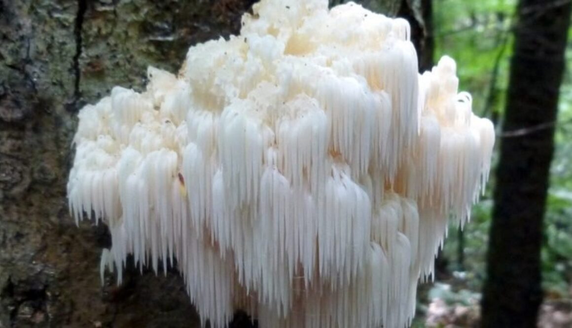lions-mane-740x416