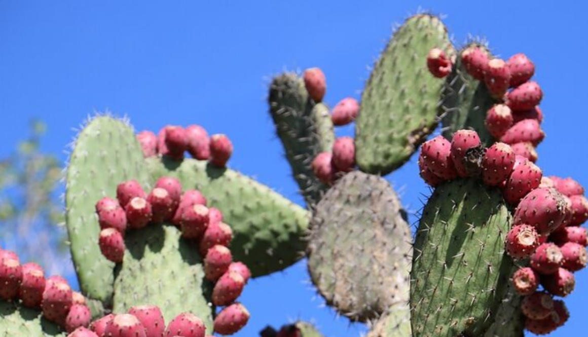 nopal-cactus