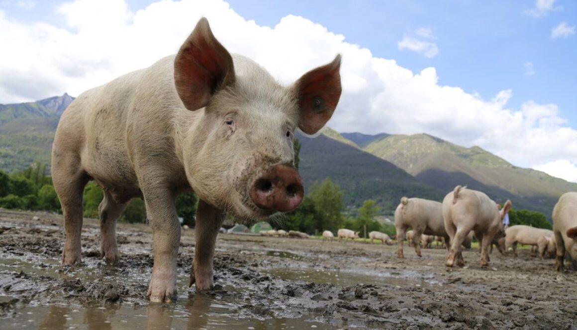 pig-752557_1280