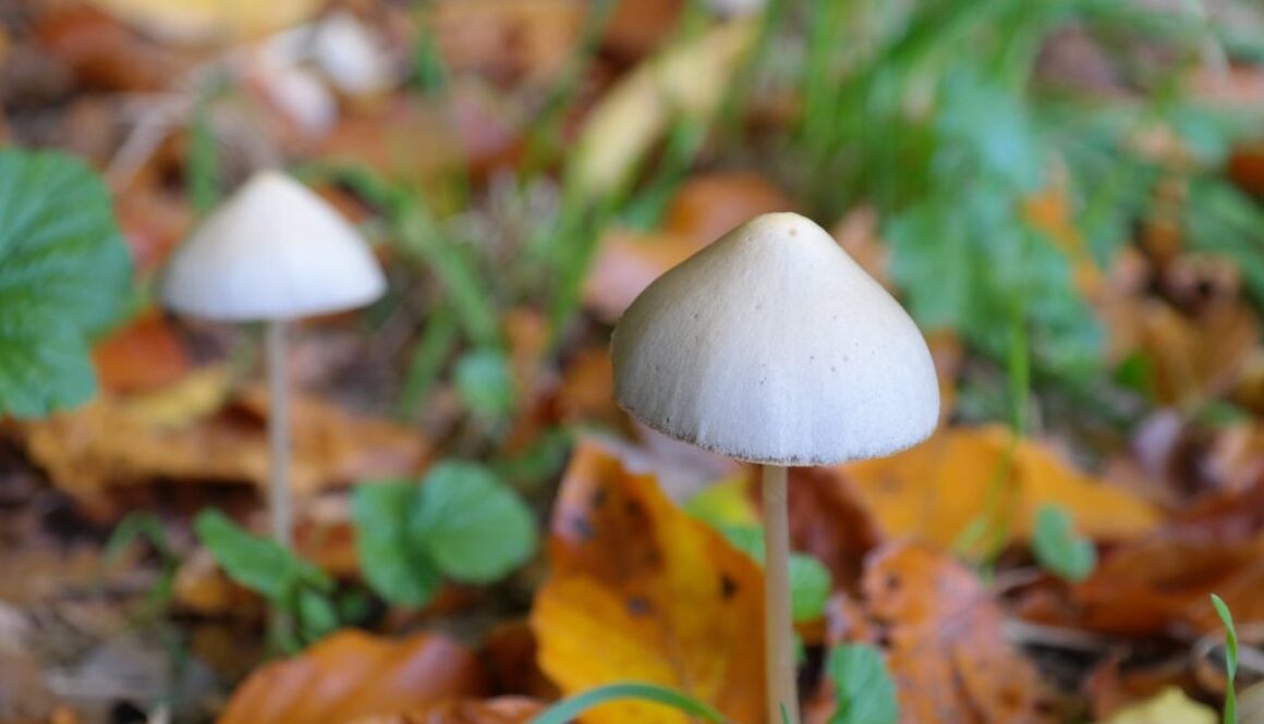 psilocibyn mushroom