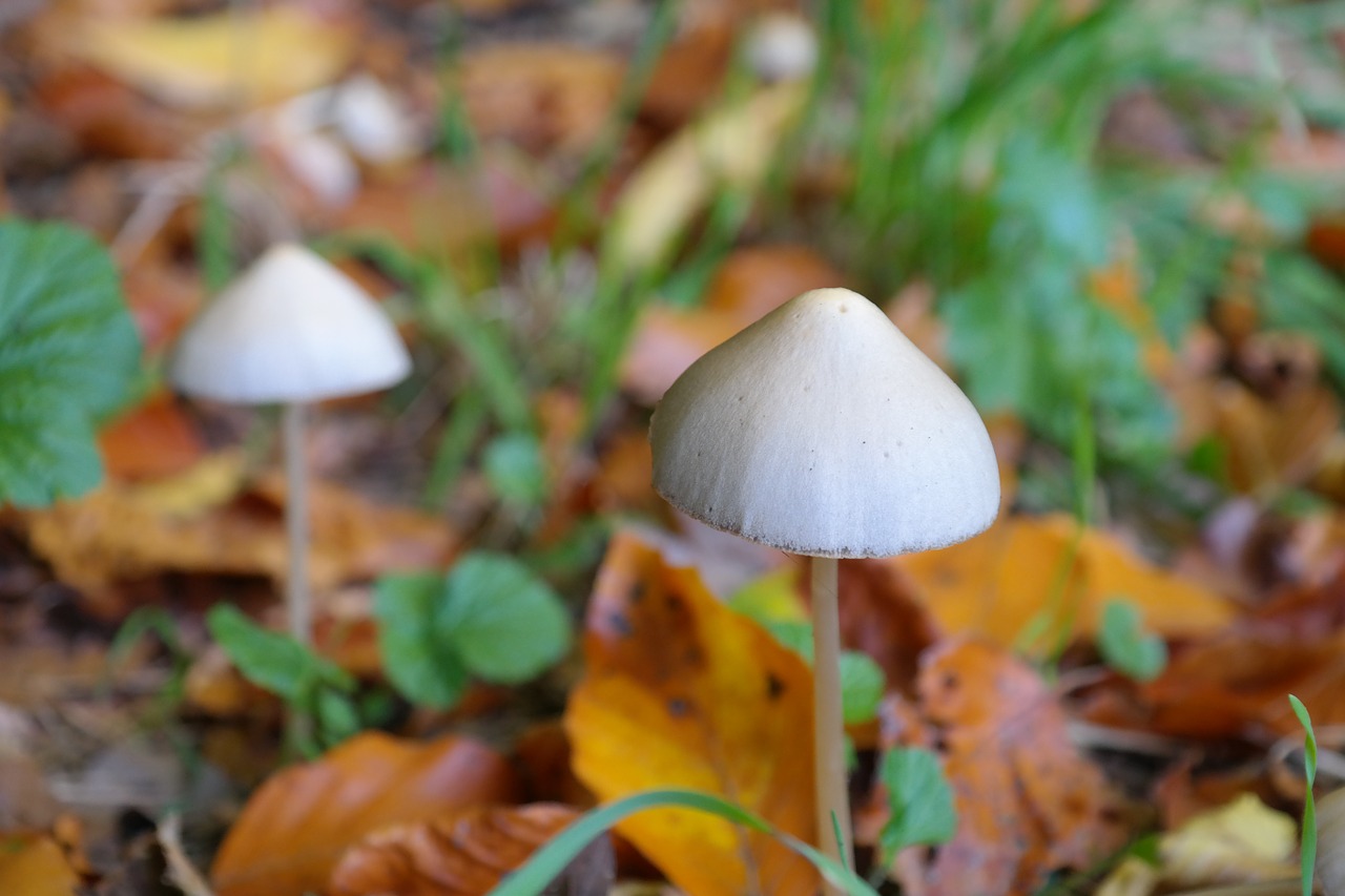 psilocibyn mushroom