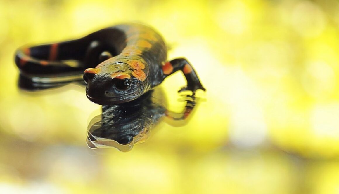 salamander-2731277_1280