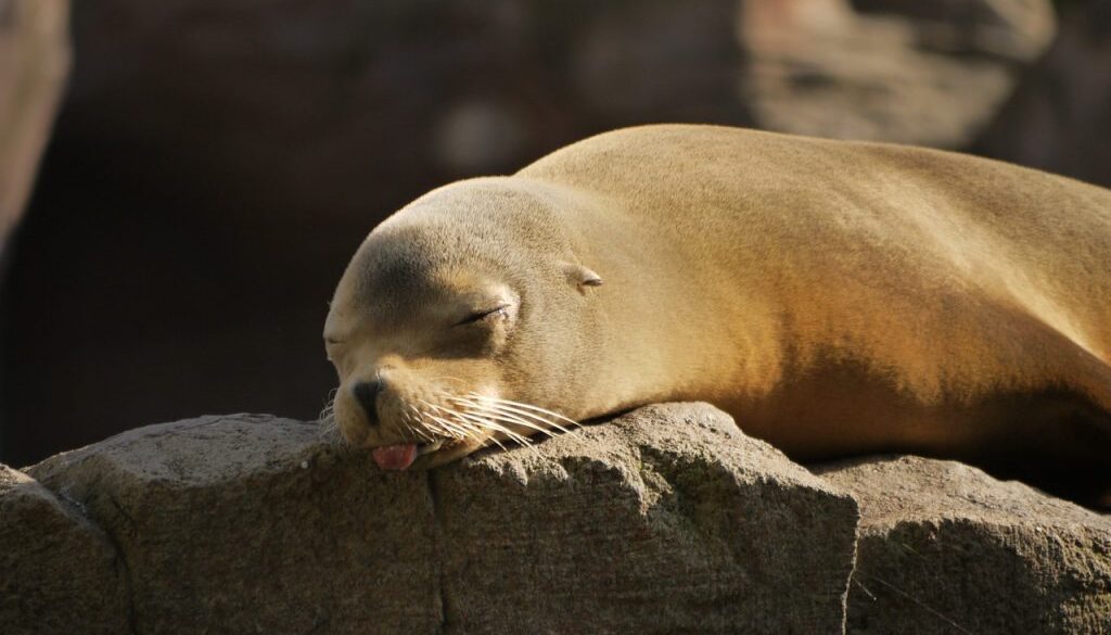 seal-1096982_1280